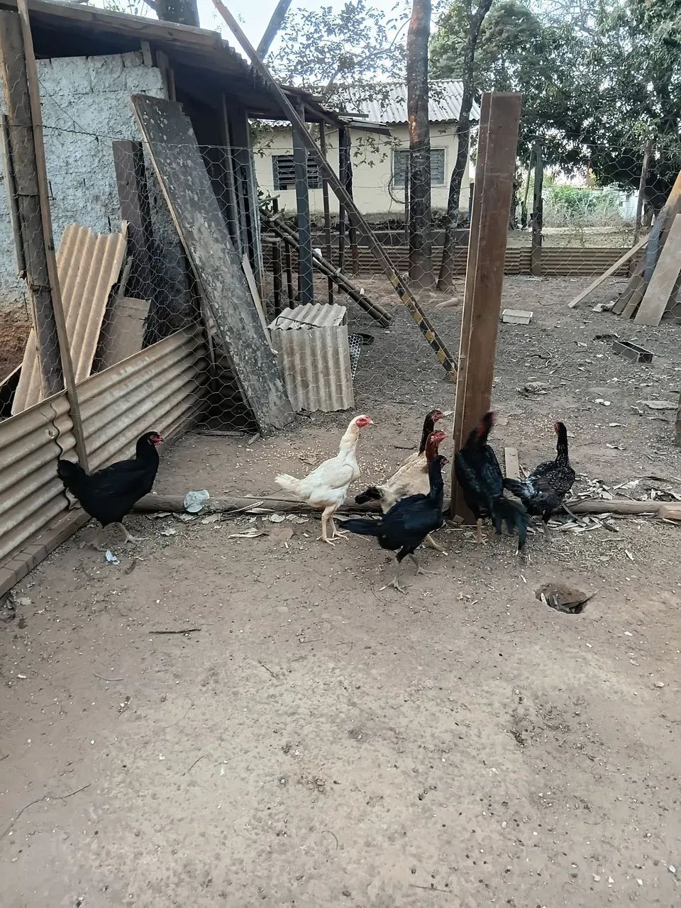 Galinhas Caipira  - Foto 5
