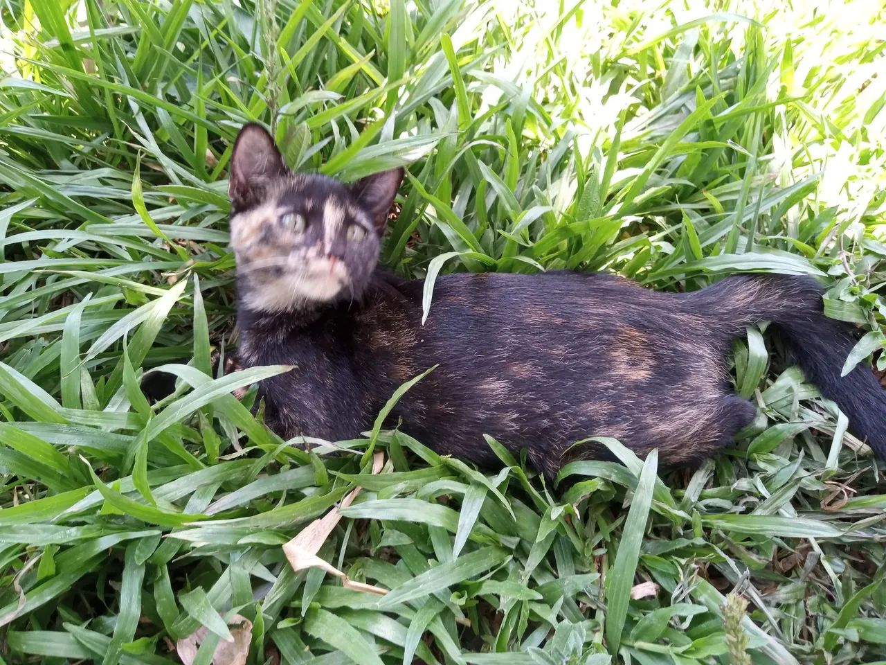 Gata pra doação  - Foto 2