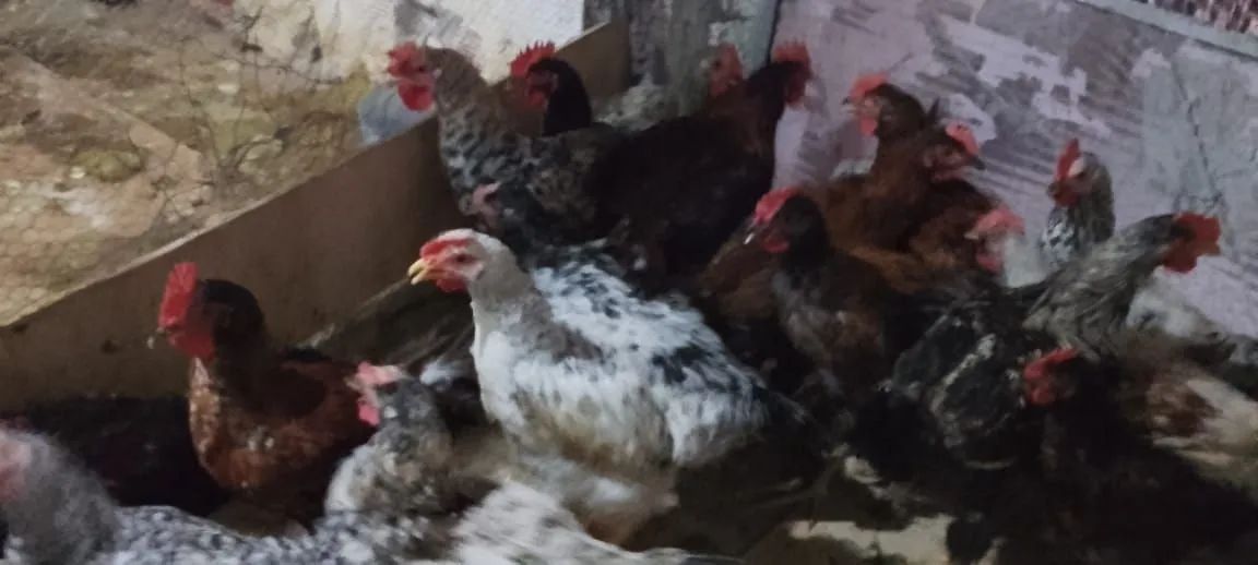 Frangos diversas raças - Foto 4
