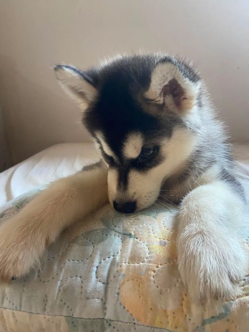 Husky siberiano macho - Foto 2