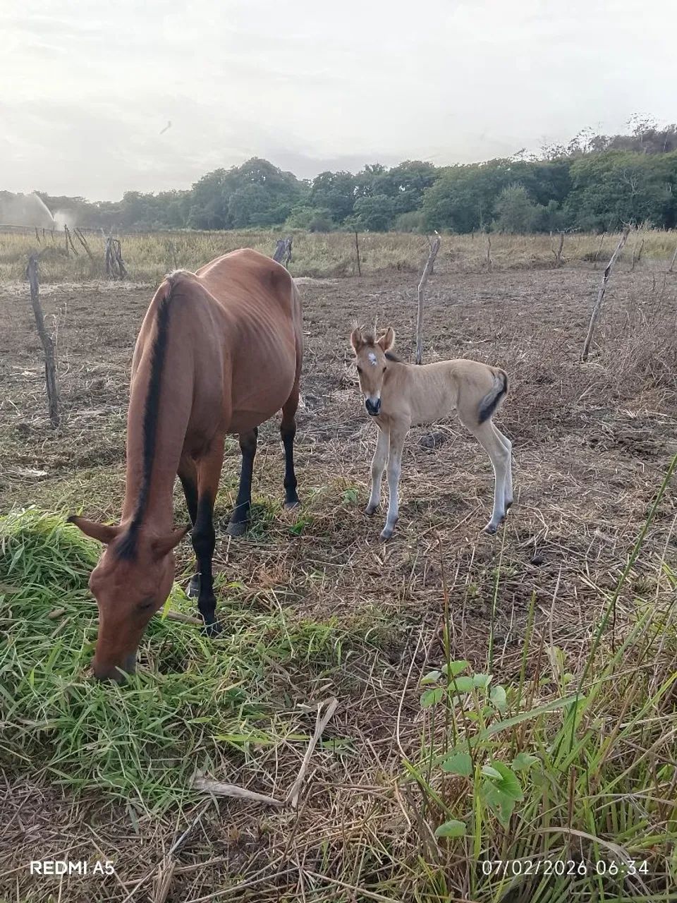Égua parida de macho - Foto 2