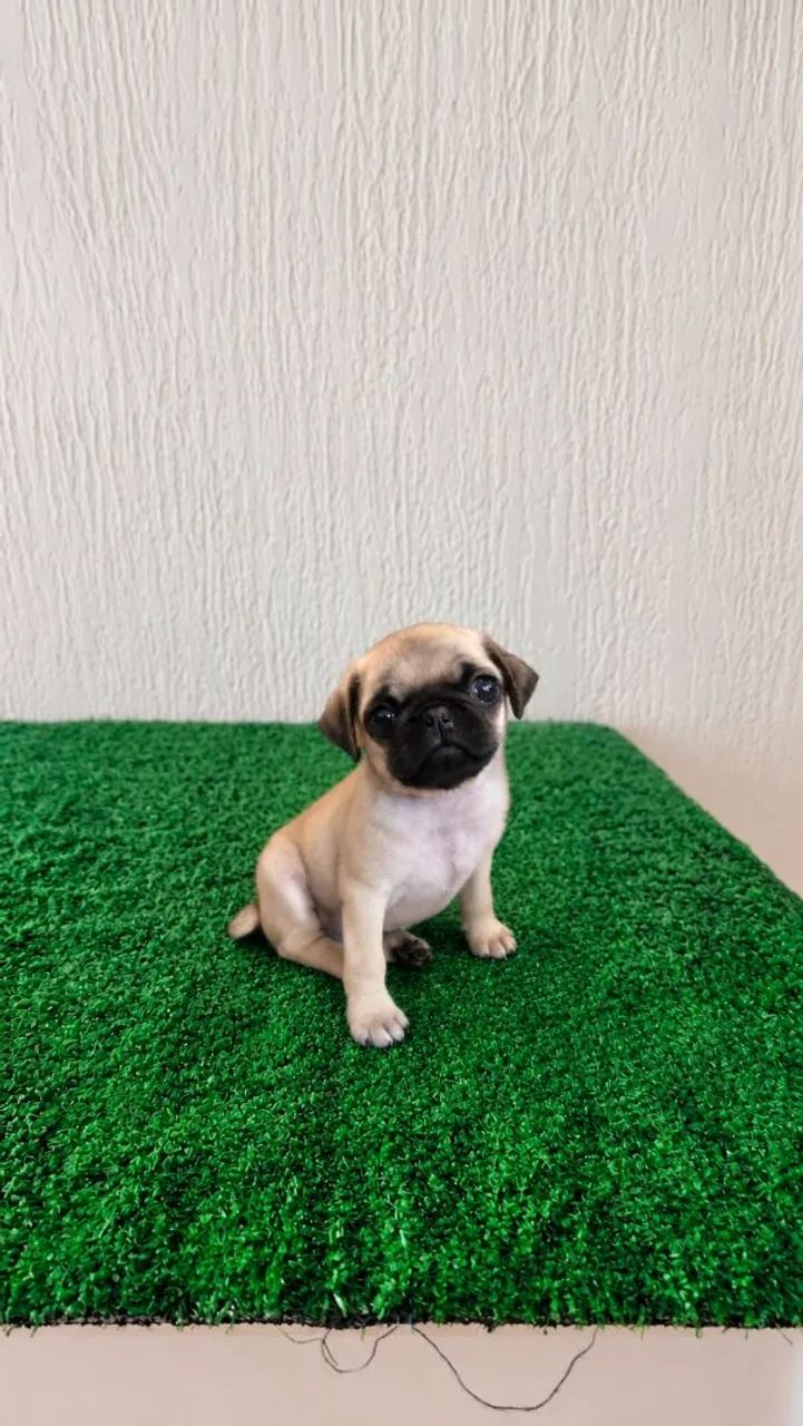 Filhote de Pug Macho 