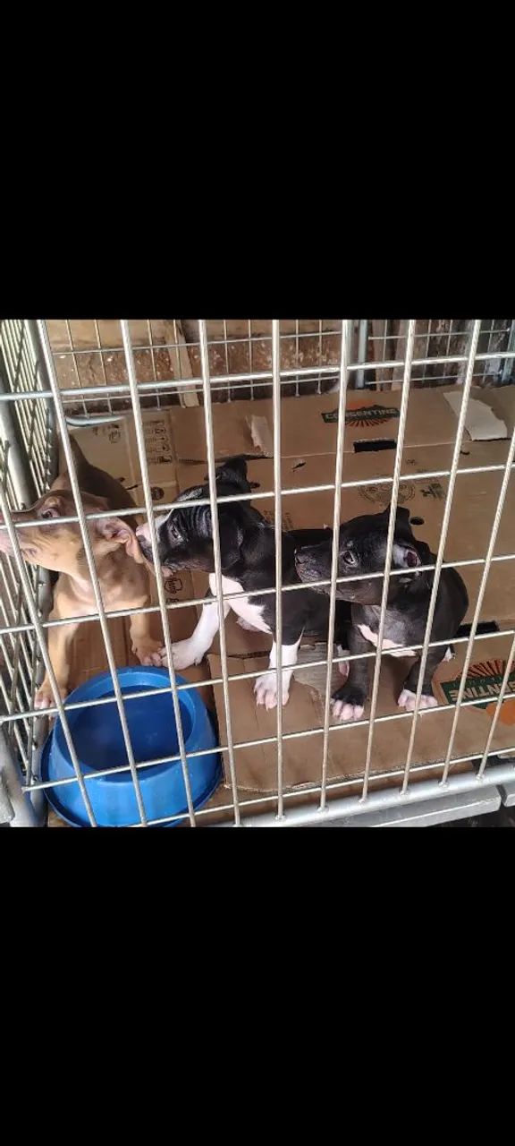 Filhotes de American Bully  - Foto 3