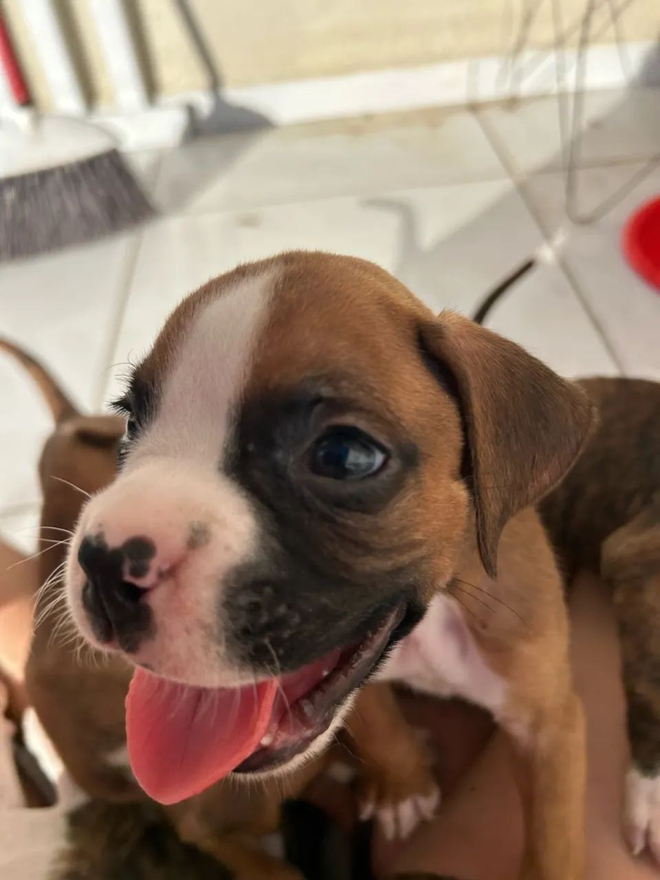 Filhotes de Boxer - Foto 4