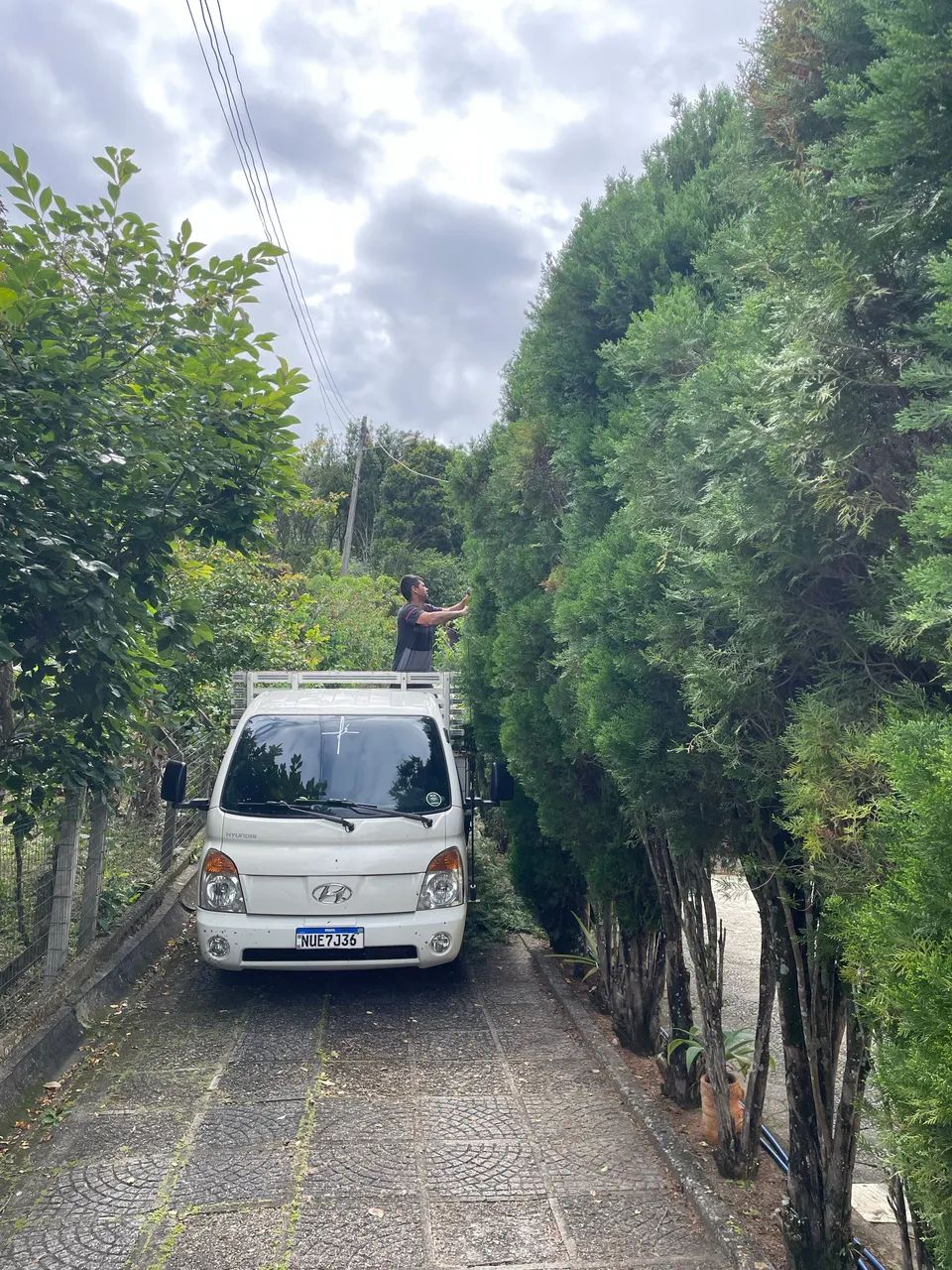 Poda de arvores,retirada de entulho serviços de roçadeira  - Foto 4