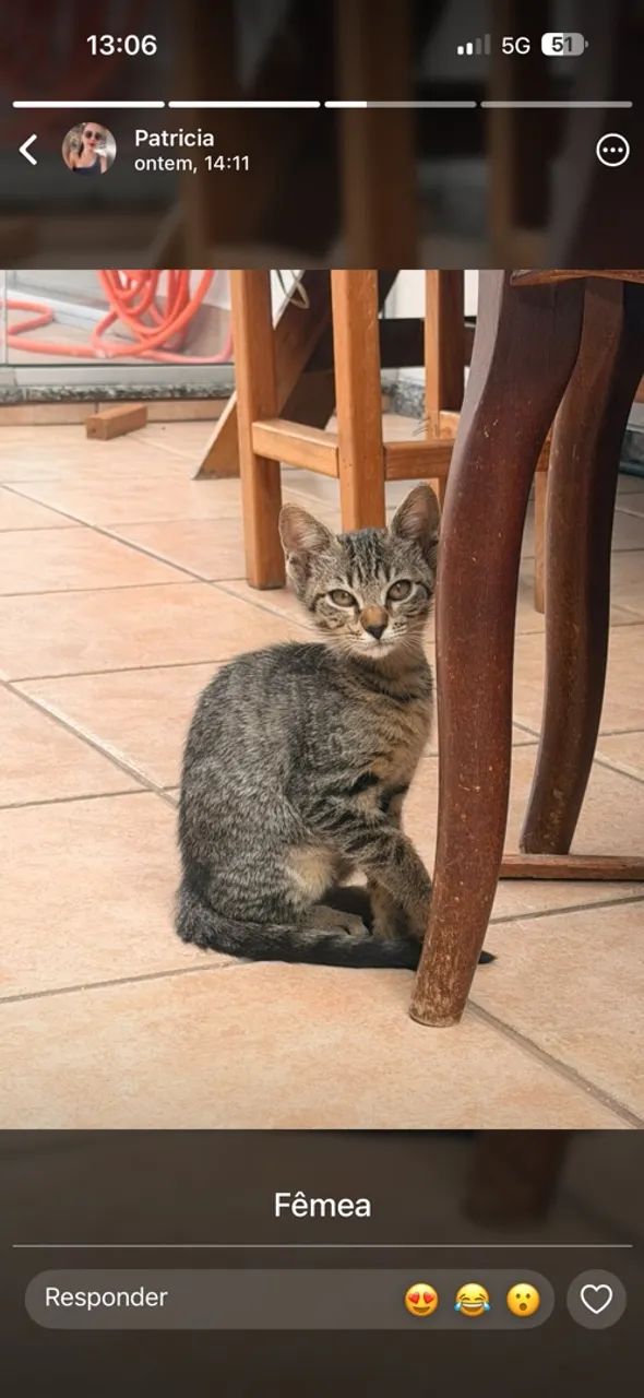 Doa-se gatinhos  - Foto 2