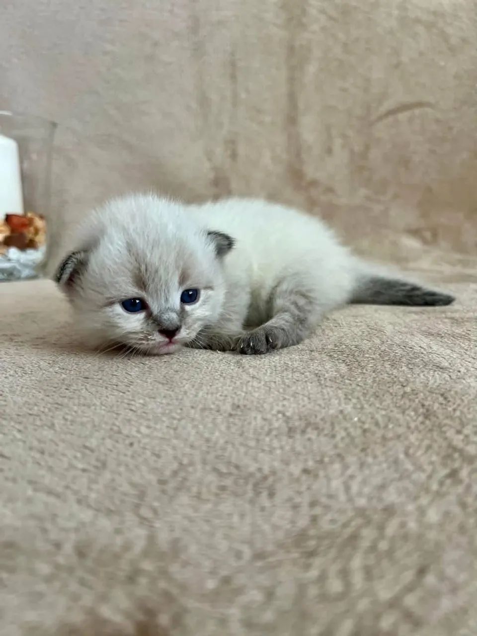 Filhotes de gato British 