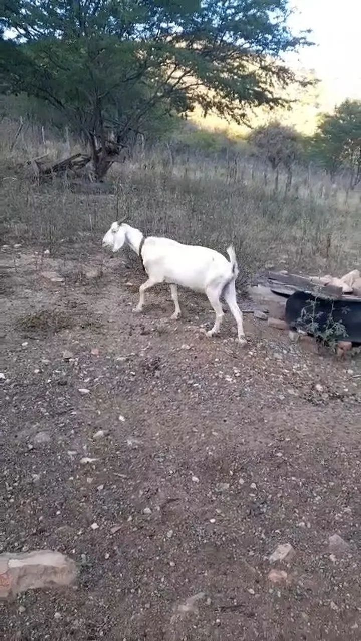 Cabras a venda  - Foto 4