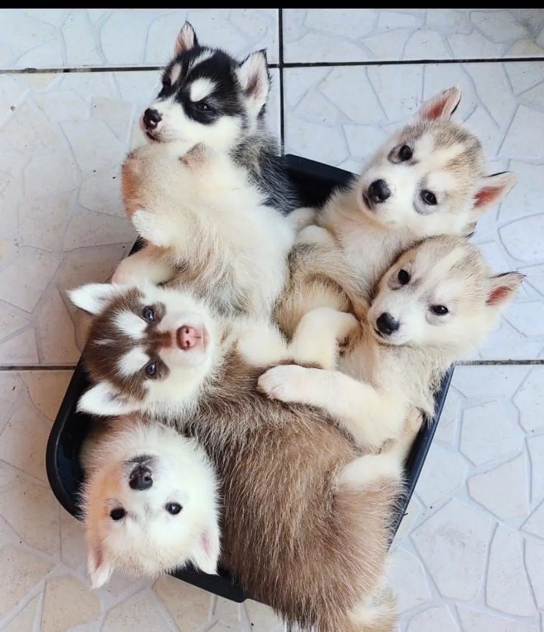 Husky Siberiano  - Foto 5