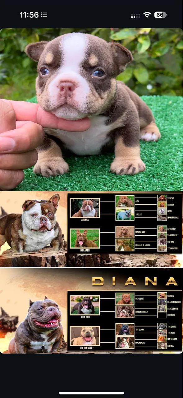 American bully - Foto 4