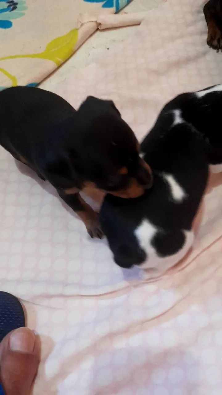 Filhotes de pinscher zero - Foto 2