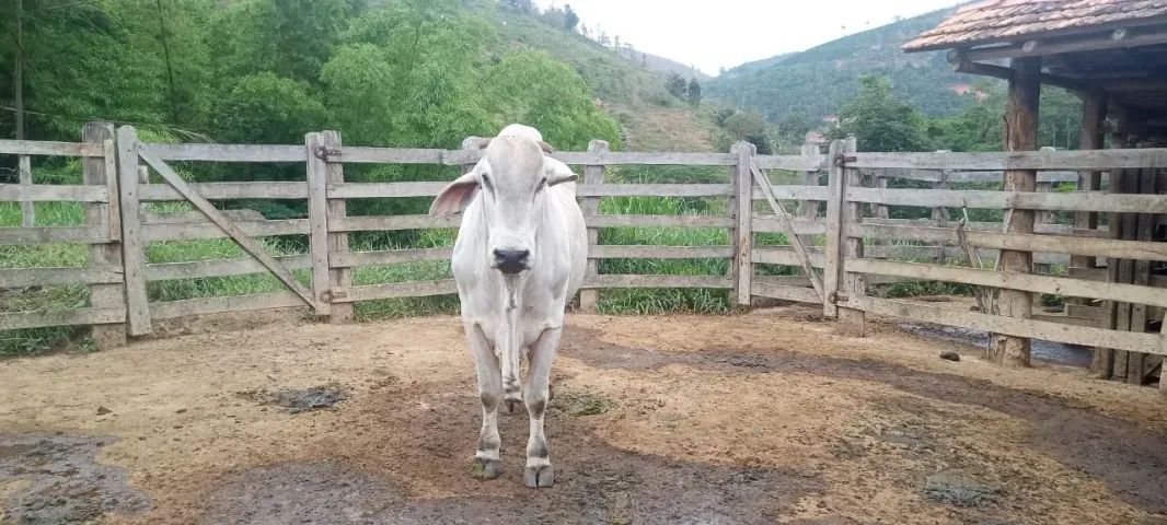 Touro Nelore PO REGISTRADO - Manso, Reprodutor de Elite - Foto 2