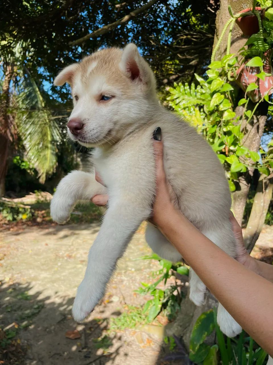 Husky siberiano  - Foto 2