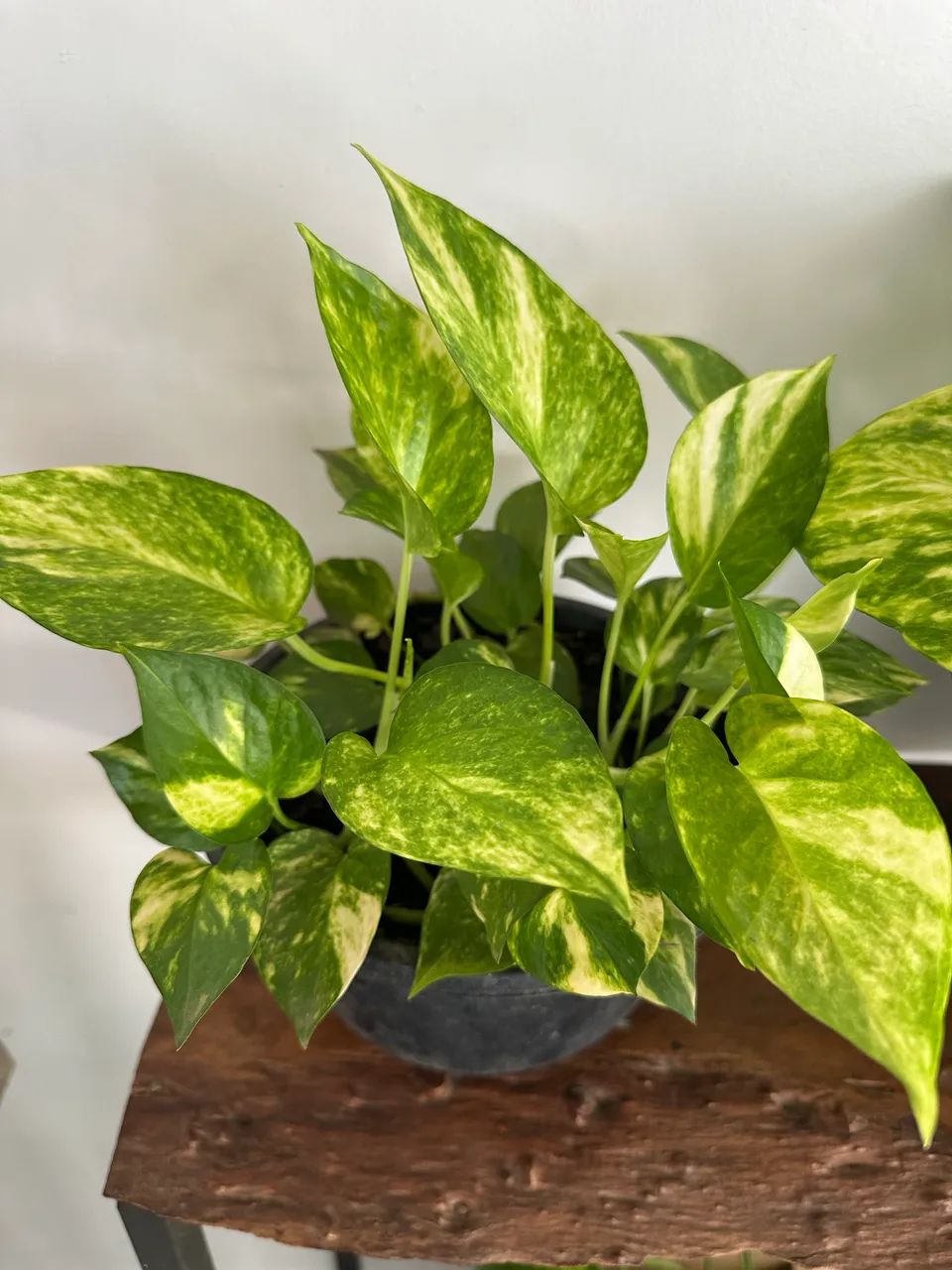 Plantas diversas - Foto 3