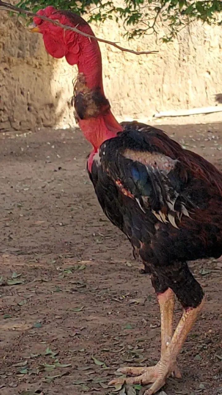 Indio polaco