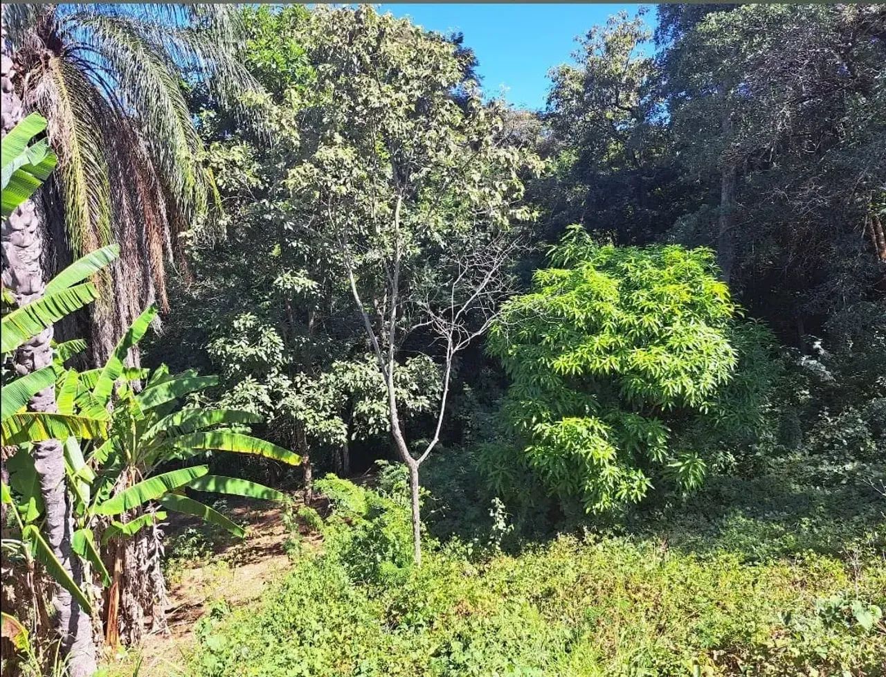 LOTE PLANO CANTO DA SIRIEMA - Foto 5