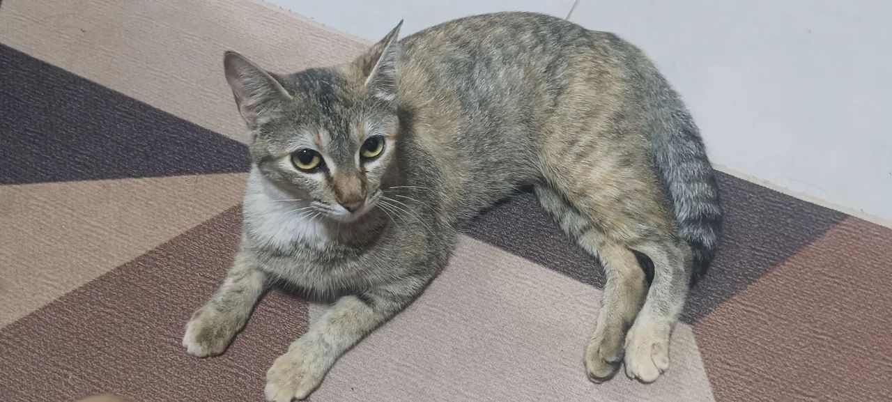 Doa-se gato fêmea tigrado
