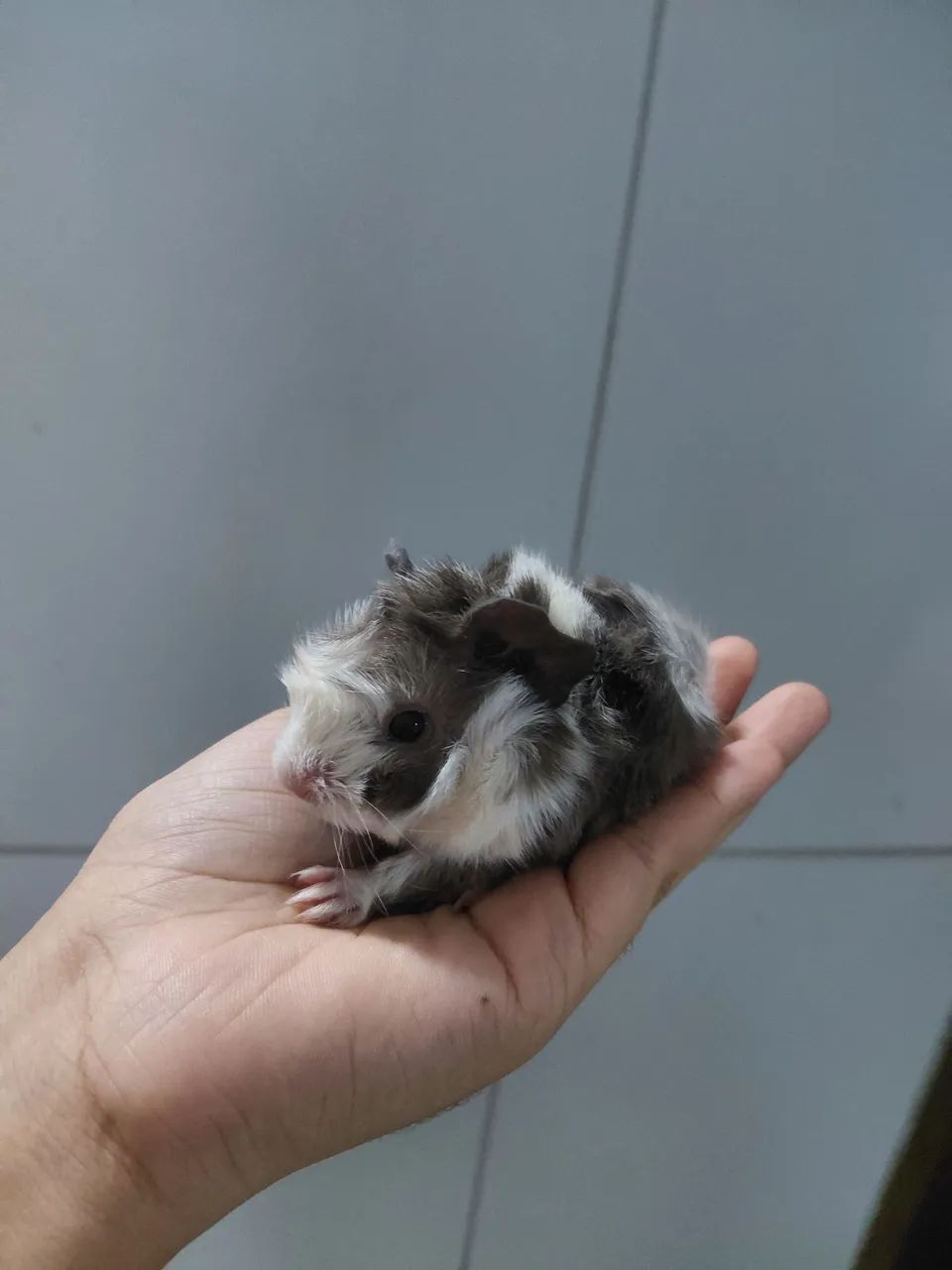 Filhote porquinho da índia abissínio 