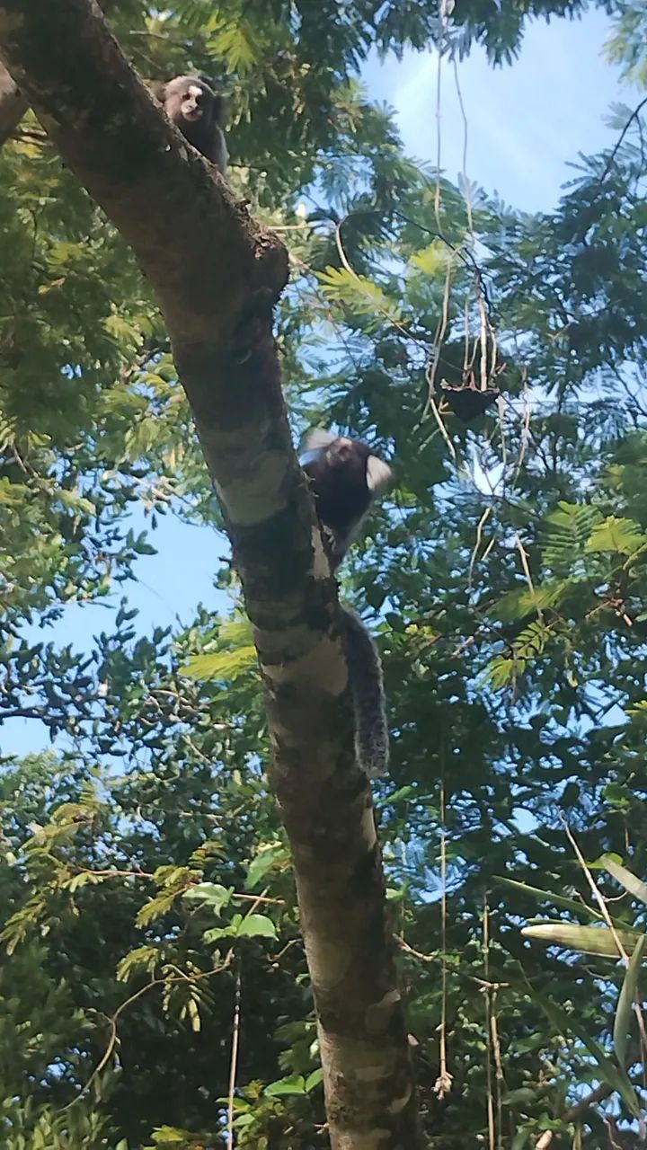 Chacara no Gaivotas, Itanhaém  - Foto 4