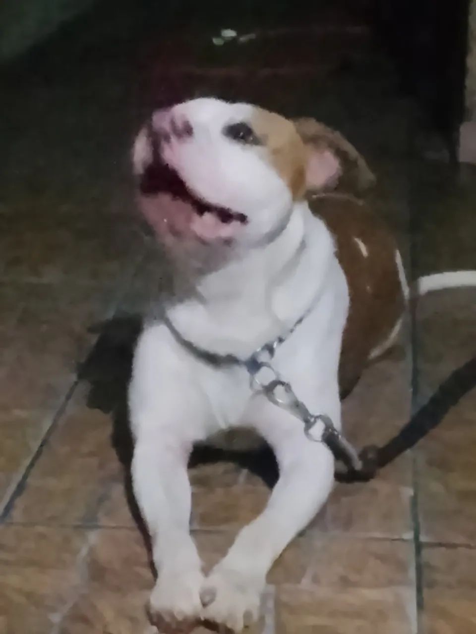 Pitbull Americanbully  - Foto 2
