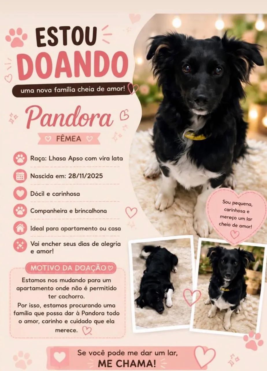 Cachorra para adoção  - Foto 3