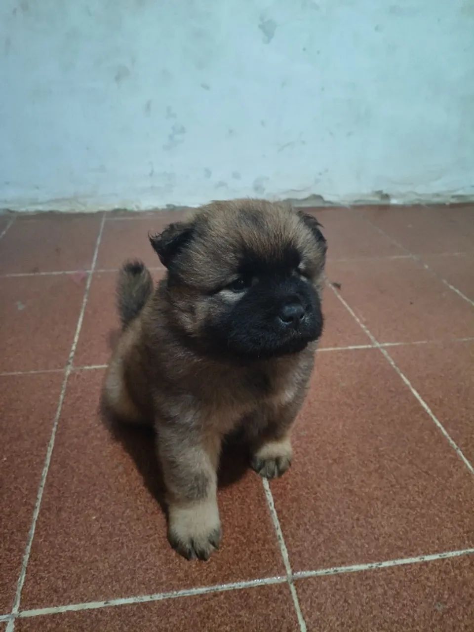 Filhote de Chow Chow  - Foto 3