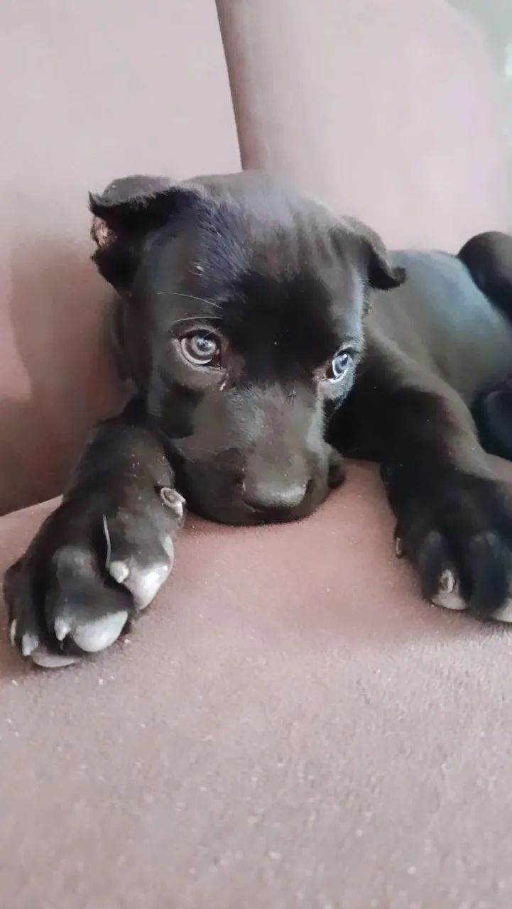 Cane Corso  - Foto 2