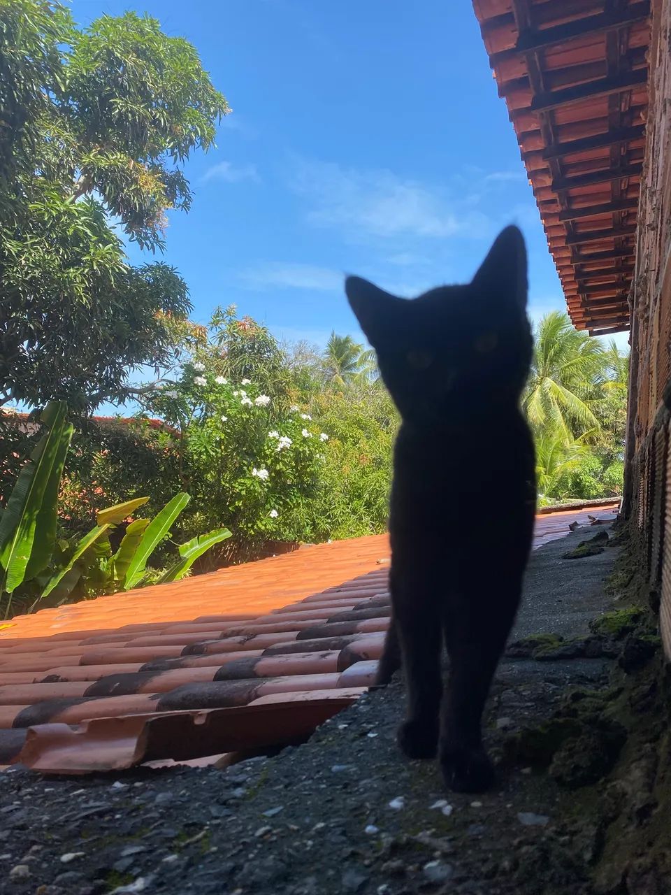 Gato macho preto - Foto 2