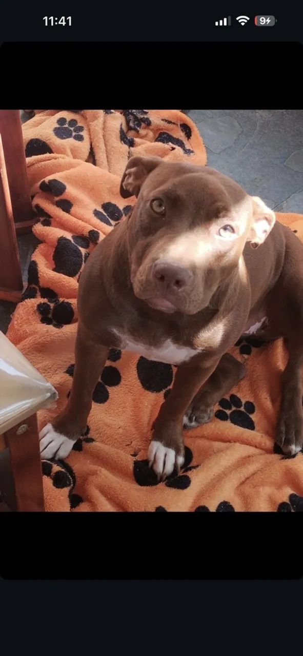 Pitbull american bully - Foto 2