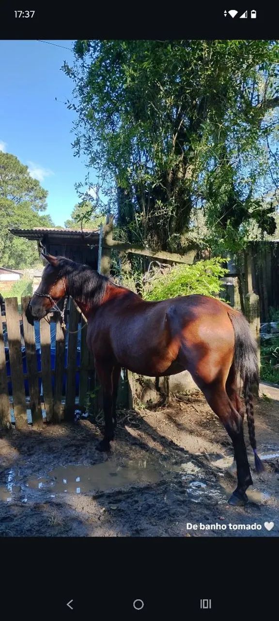 Cavalo  - Foto 2
