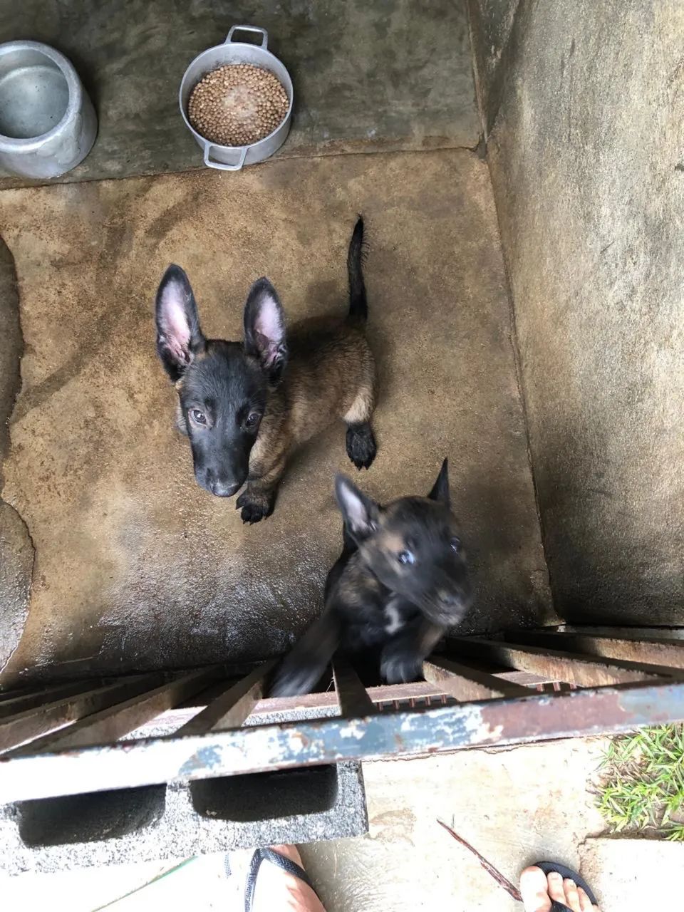 Pastor belga Malinois  - Foto 2