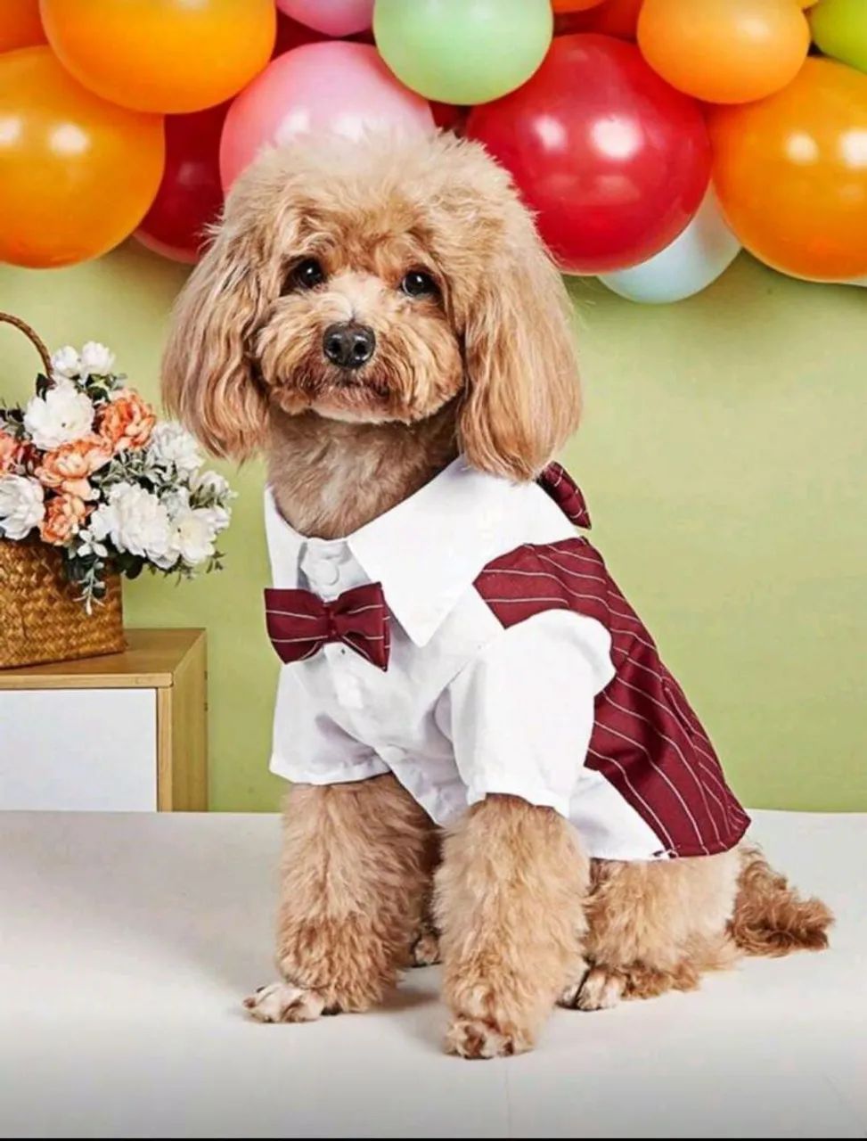 Roupinha pet  - Foto 3