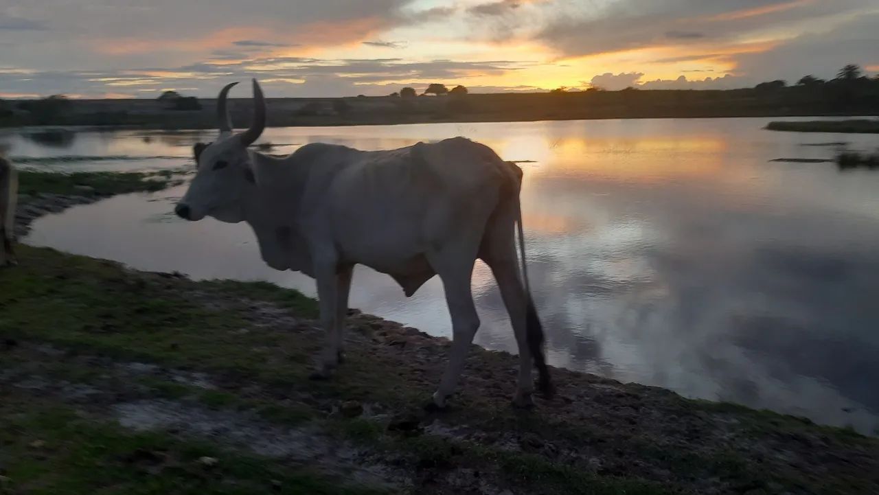 VENDO VACA MESTIÇA DE GUZERÀ  - Foto 2
