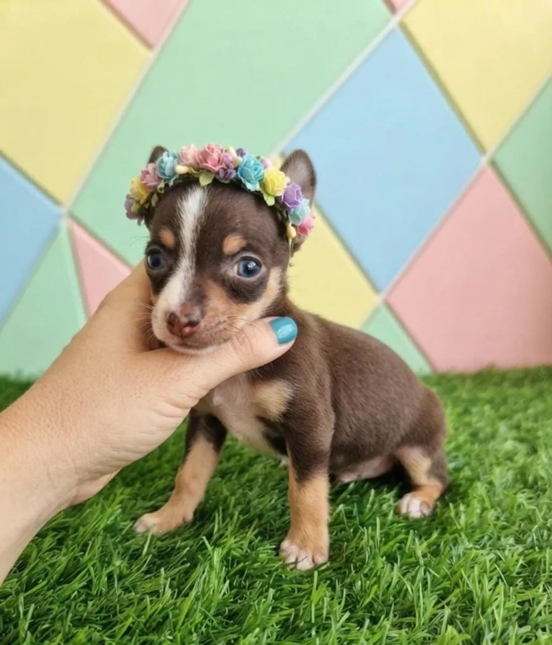 Pinscher doce e delicada