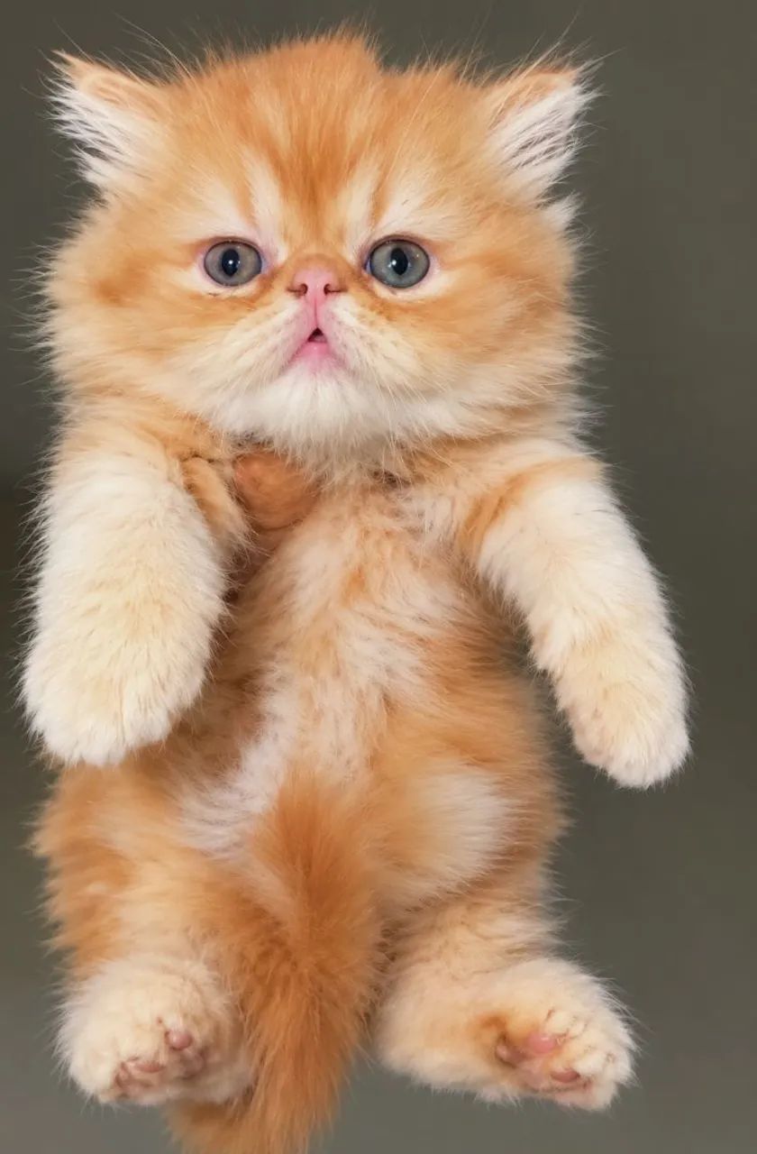 Filhotes de gato persa 