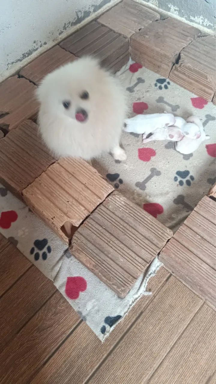 Spitz Alemão Anão | Lulu da Pomerania  - Foto 6