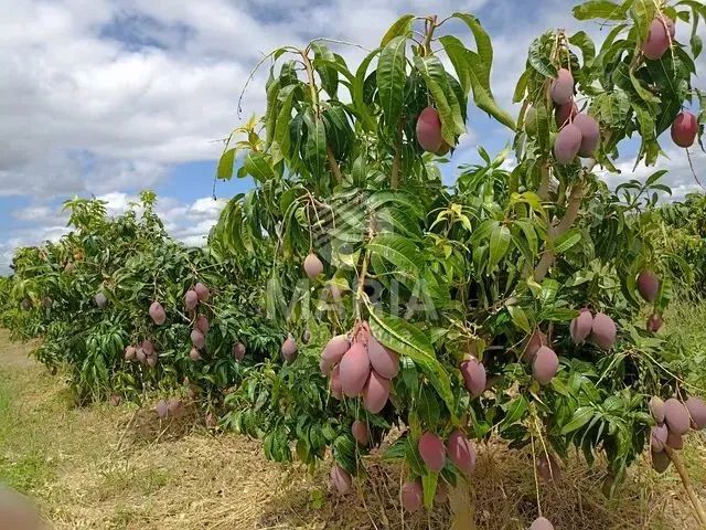Área com 12,5 Hectares em Petrolina/PE! - Foto 2