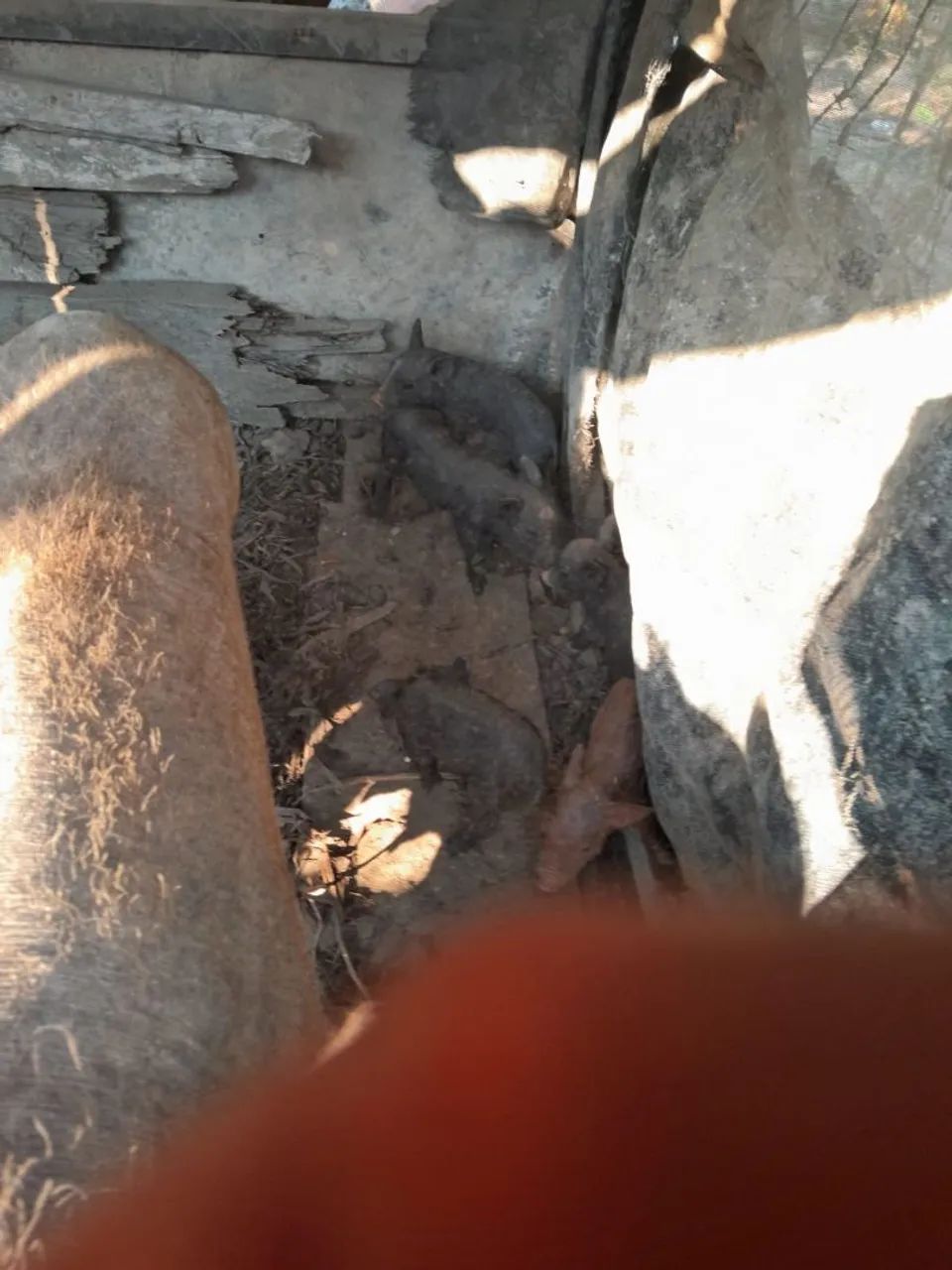  Meu Zap  69 999676-897  - Foto 2