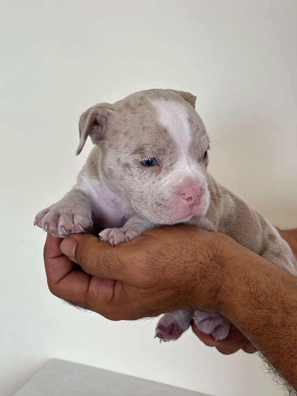 American Bully  - Foto 2