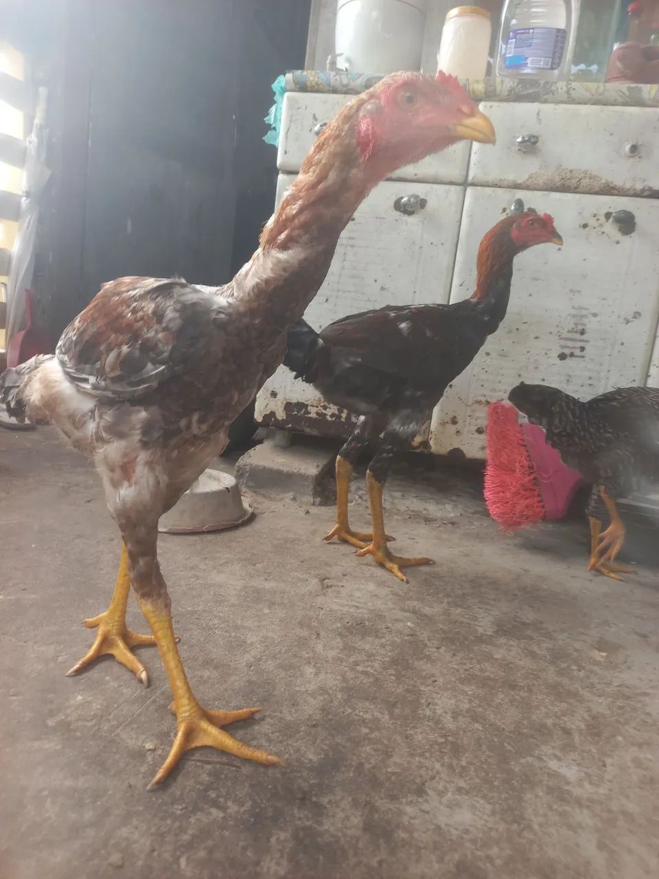 Frango Índio Gigante  - Foto 4