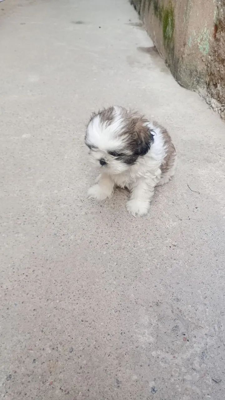 Shitzu machinho 
