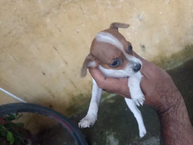 Pincher 1  - Foto 3