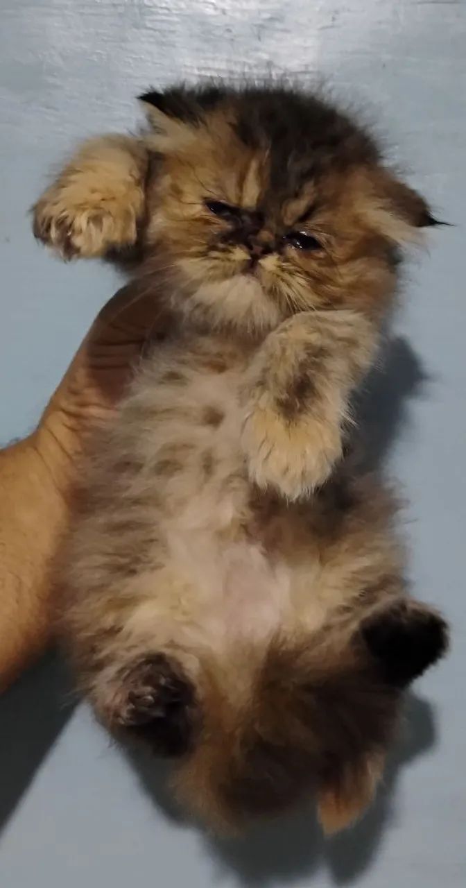 Gatos Persas  - Foto 3