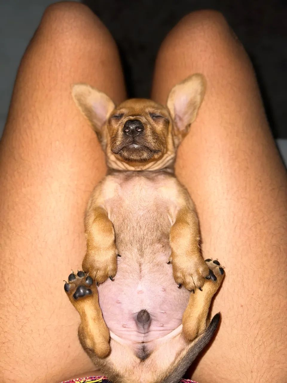 Basset Dachshund  - Foto 2