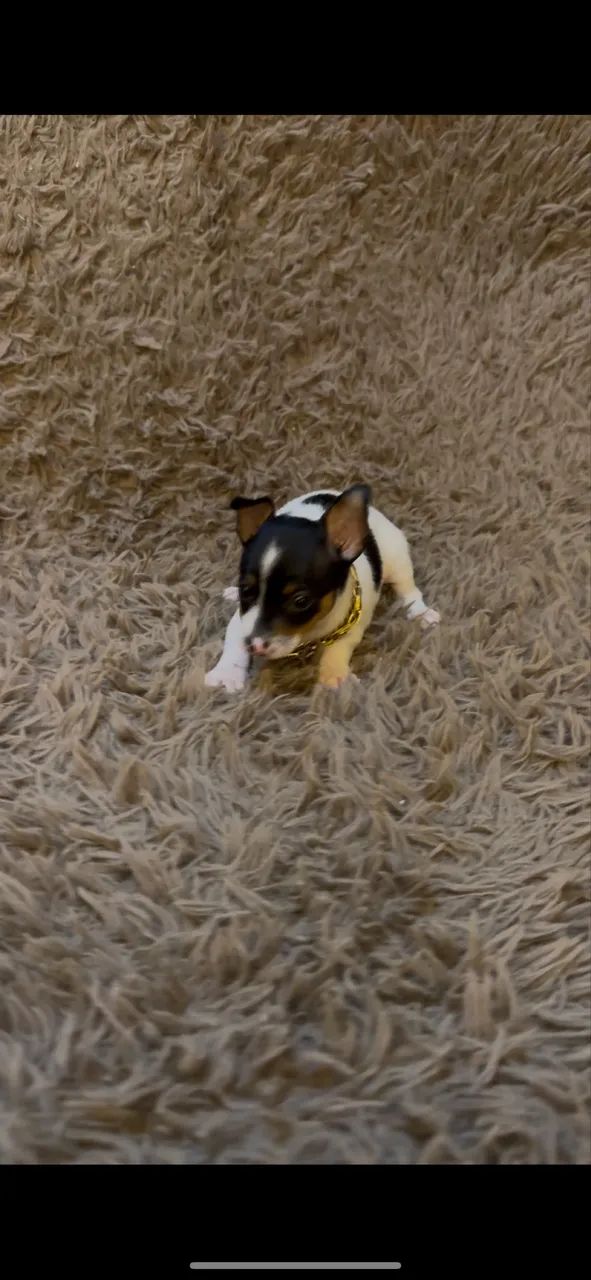 Cachorro  - Foto 3