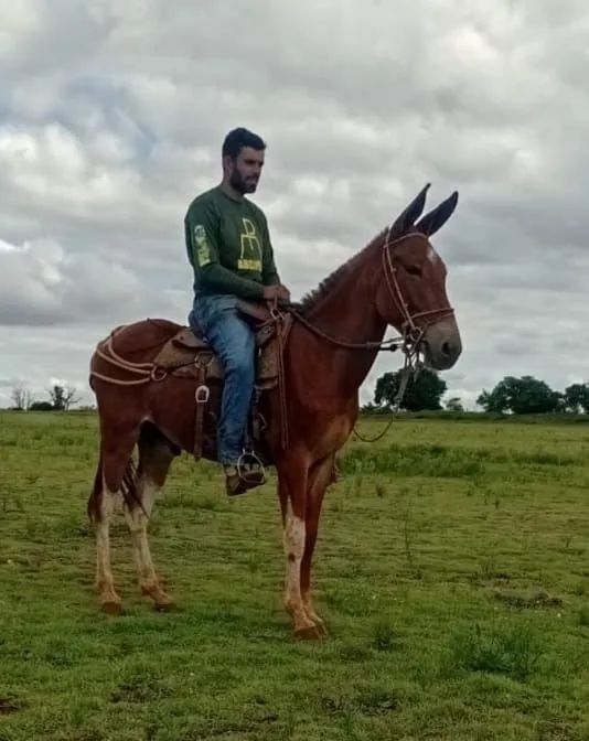 Burro pampa marchador 
