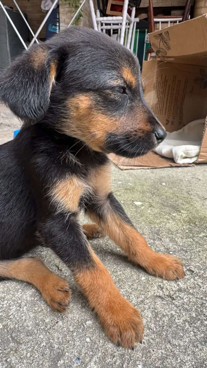 Cachorrinho pra adoção  - Foto 2