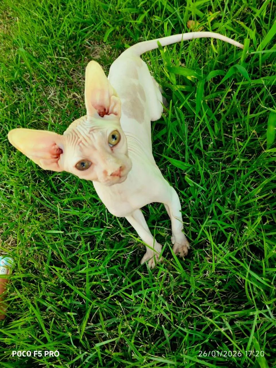 Sphynx machos - Foto 2