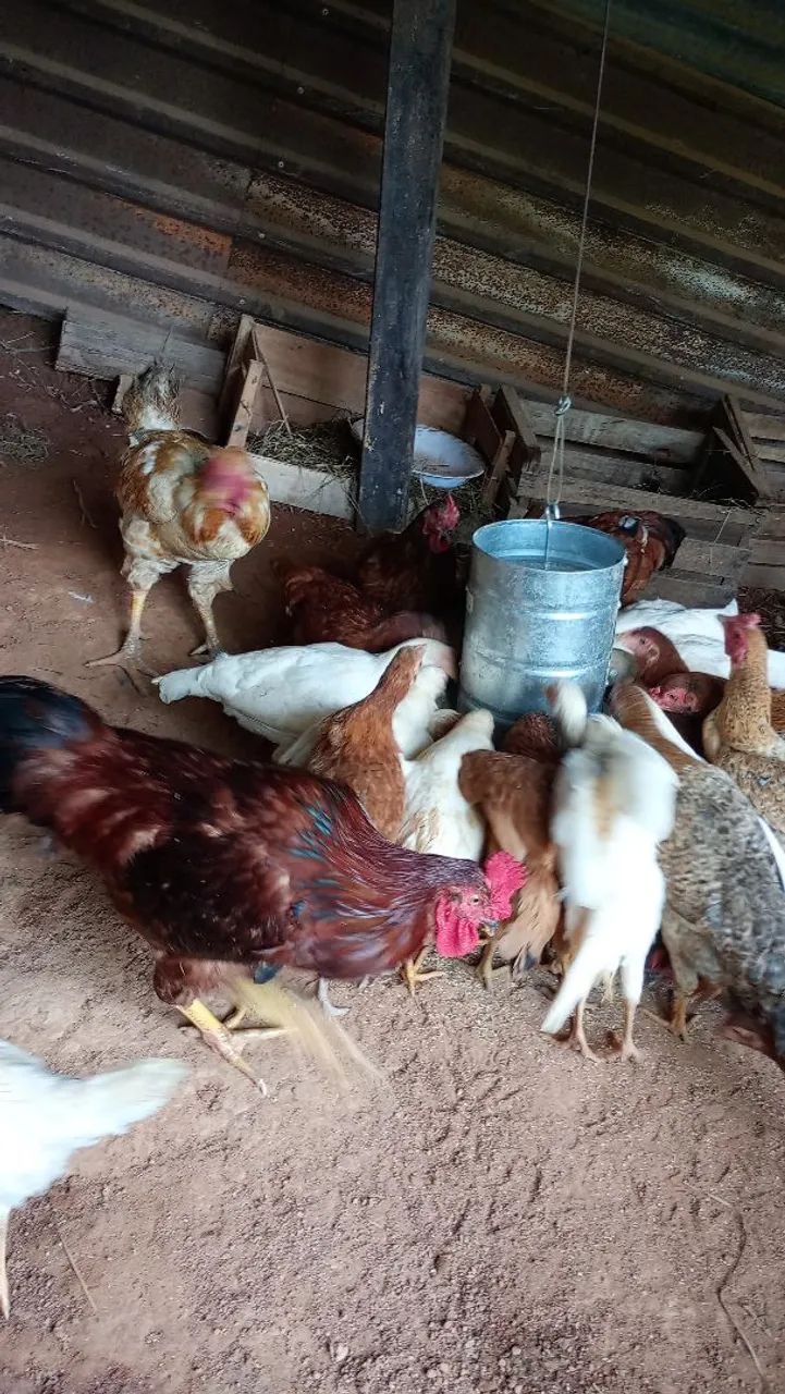 Galinhas a venda tenho vários raças rodhia ,Brahma,Nova gem,polaca e também tenho patos  - Foto 4