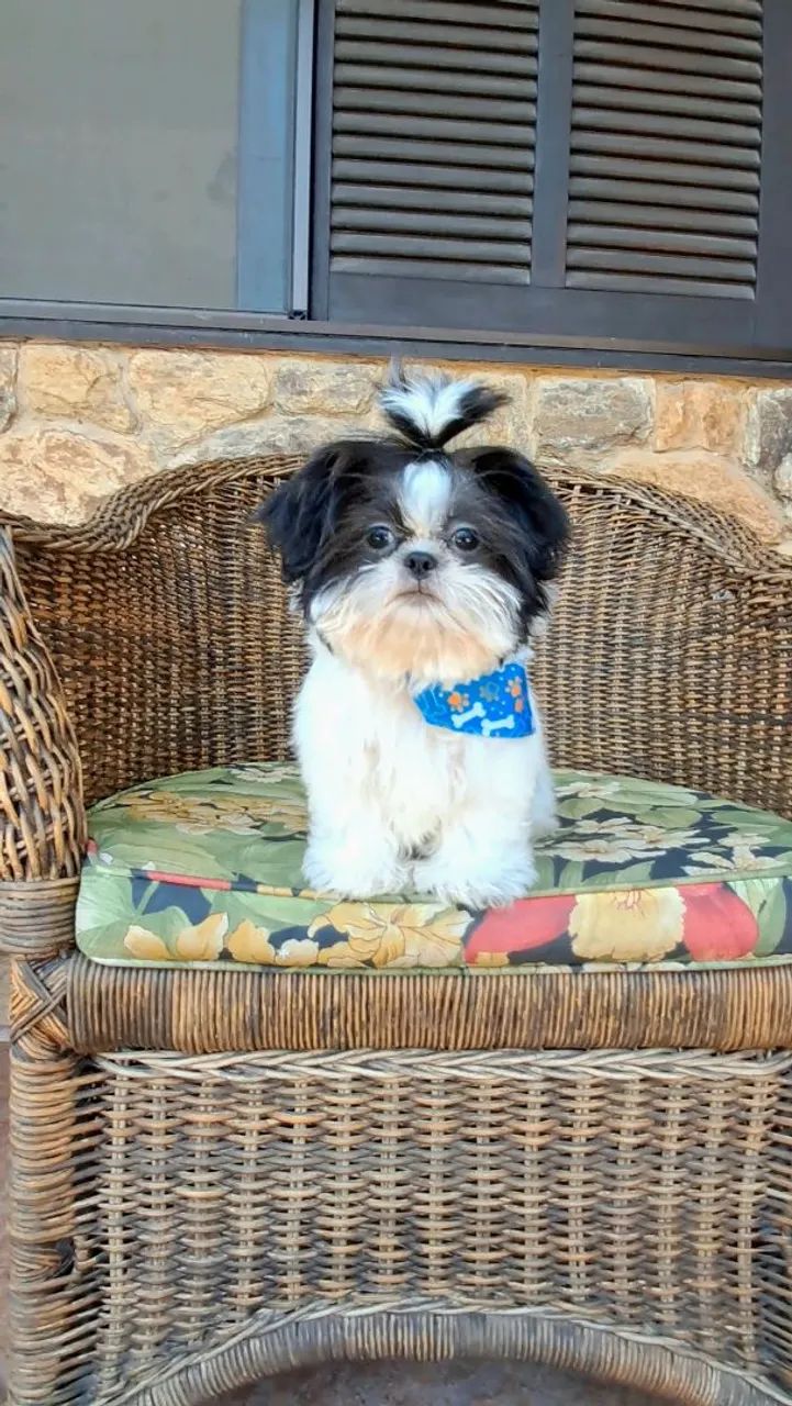 Filhote de Shihtzu macho "micro" com Pedigree  - Foto 3